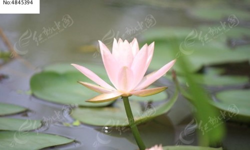怀胎期间怎么控制情绪网-分享孕妇怎么控制情绪不生气，孕妇怎么控制情绪不生气知识库